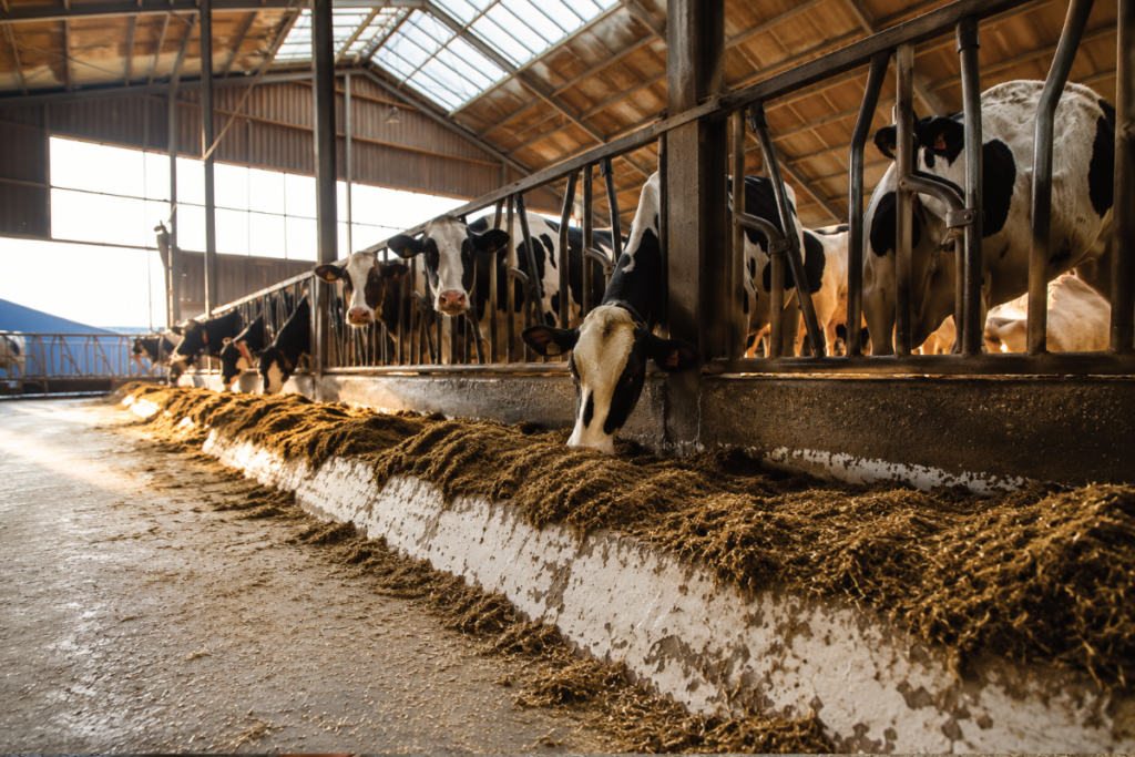 Kijkje op de boerderij