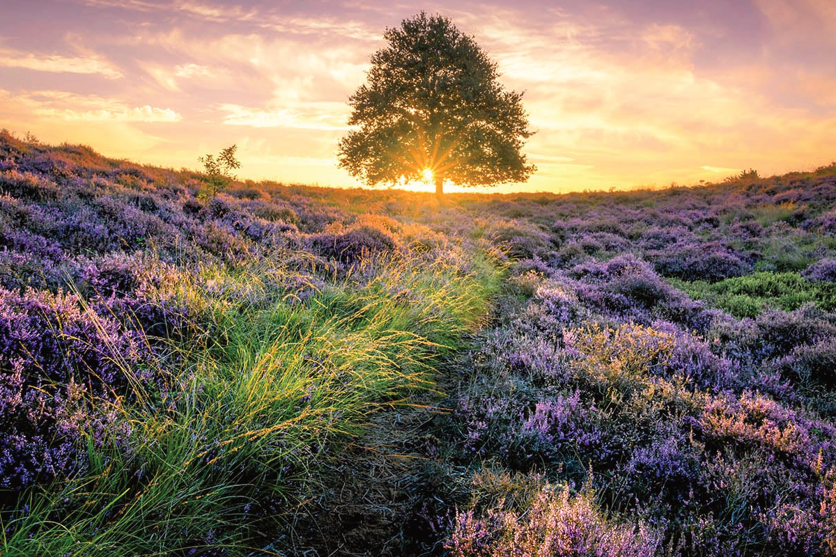 Vakantiehuisjes in Gelderland